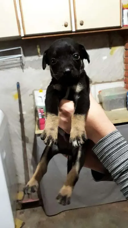 Cachorro ra a SRD idade 2 a 6 meses nome Sem nome
