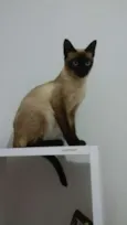 Pata Preta