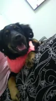 Zafira