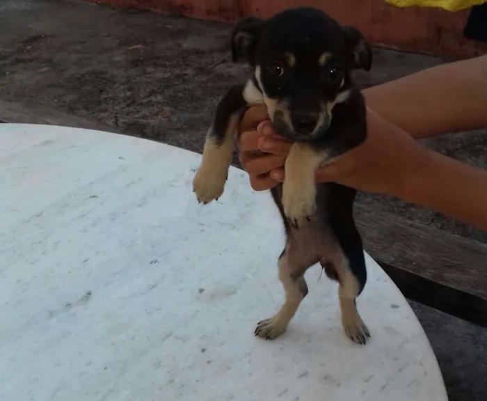 Cachorro ra a Vira  lata idade Abaixo de 2 meses nome Indefinido