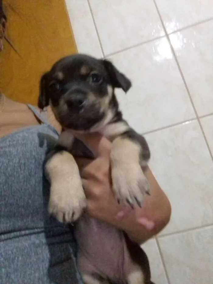 Cachorro ra a Vira  lata idade Abaixo de 2 meses nome Indefinido