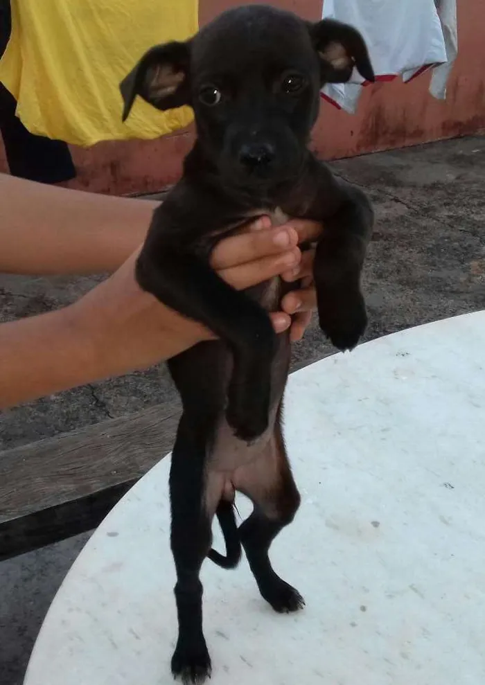 Cachorro ra a Vira  lata idade Abaixo de 2 meses nome Indefinido