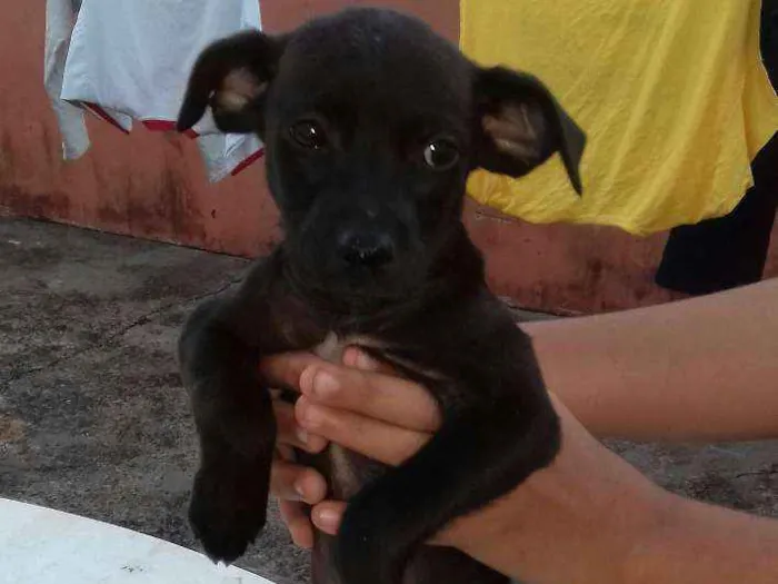 Cachorro ra a Vira  lata idade Abaixo de 2 meses nome Indefinido