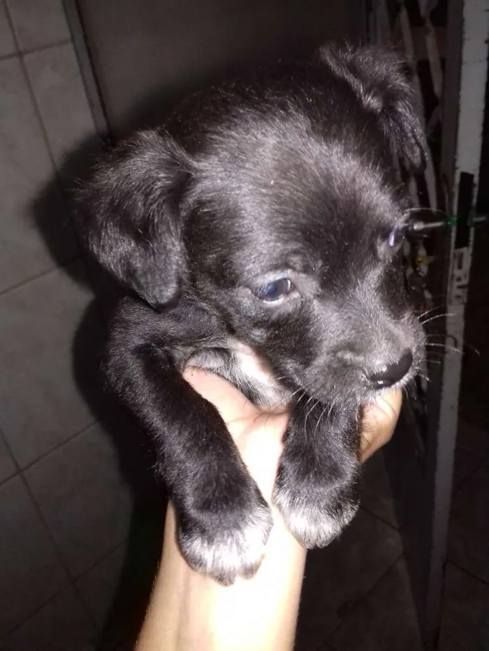 Cachorro ra a Vira  lata idade Abaixo de 2 meses nome Indefinido