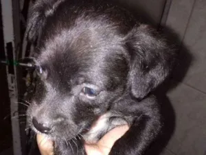 Cachorro raça Vira  lata idade Abaixo de 2 meses nome Indefinido