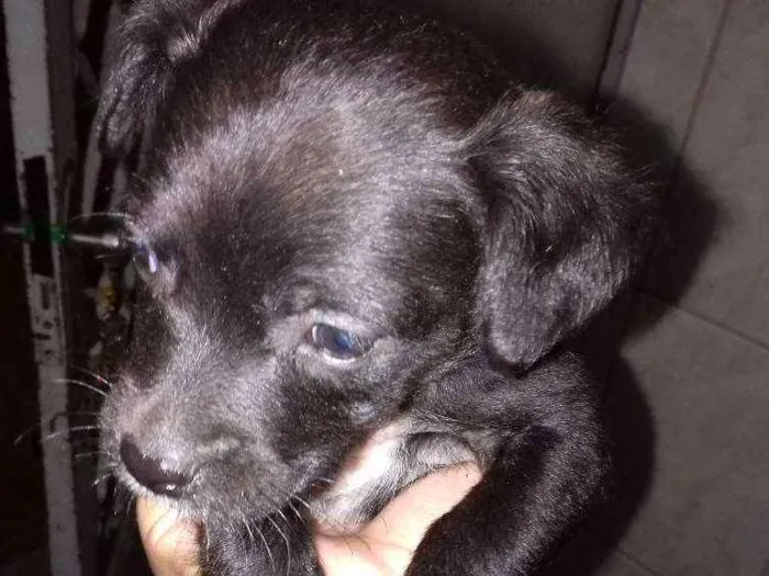 Cachorro ra a Vira  lata idade Abaixo de 2 meses nome Indefinido