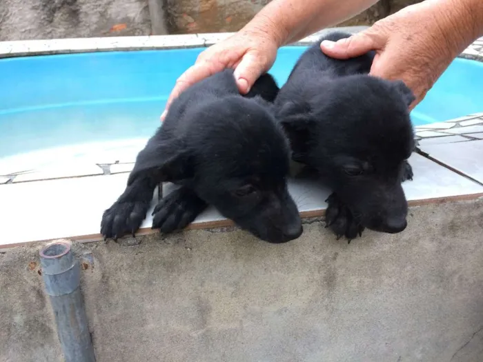 Cachorro ra a SRD idade 2 a 6 meses nome Sem nome