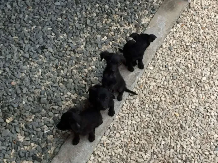 Cachorro ra a SRD idade 2 a 6 meses nome Sem nome