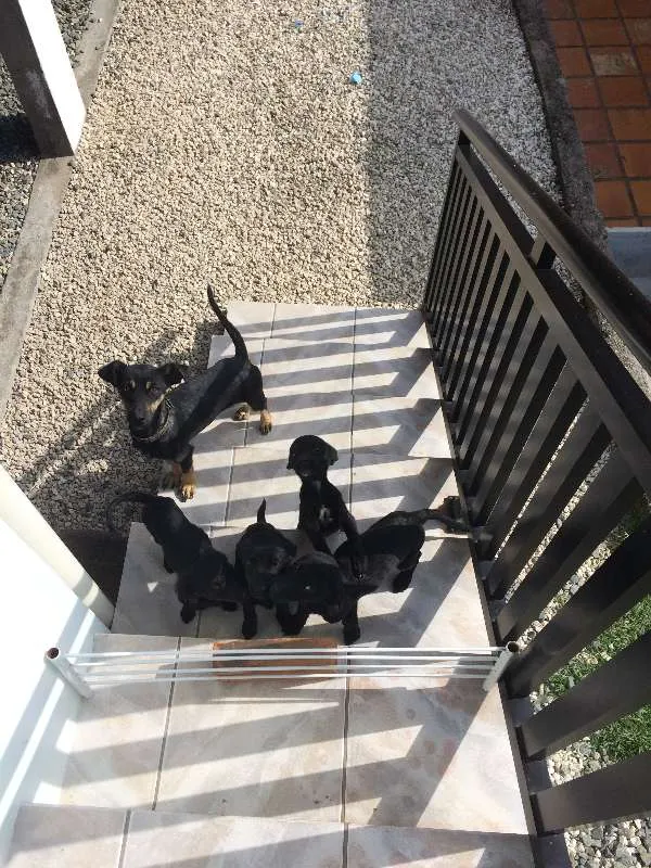 Cachorro ra a SRD idade 2 a 6 meses nome Sem nome