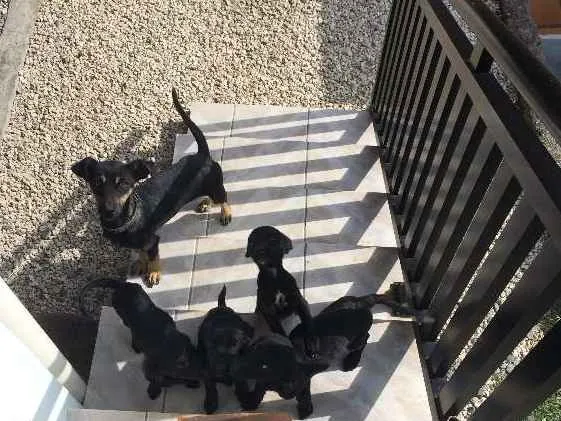 Cachorro ra a SRD idade 2 a 6 meses nome Sem nome
