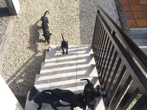Cachorro ra a SRD idade 2 a 6 meses nome Sem nome