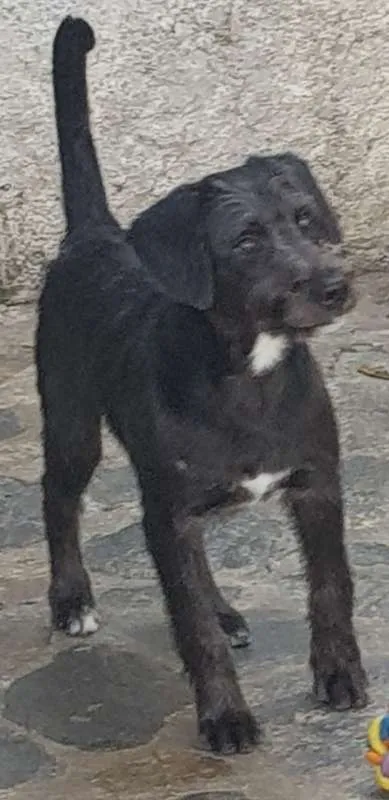 Cachorro ra a SRD idade 2 anos nome FRED