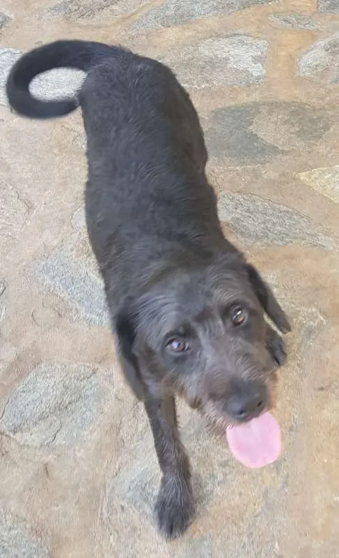 Cachorro ra a SRD idade 2 anos nome FRED