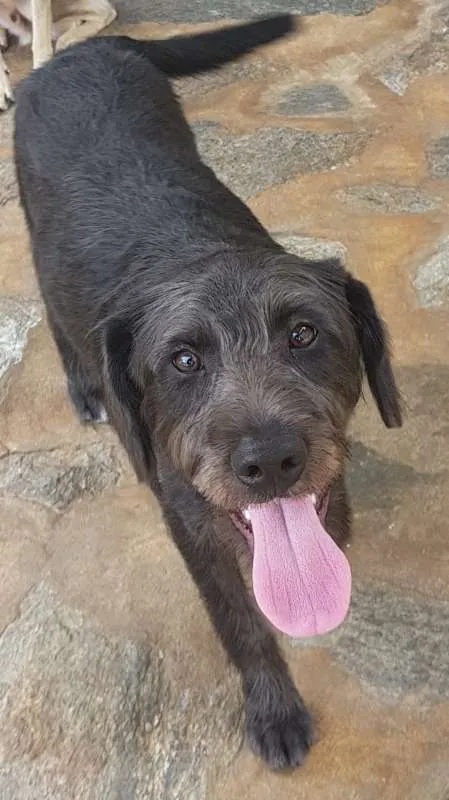 Cachorro ra a SRD idade 2 anos nome FRED