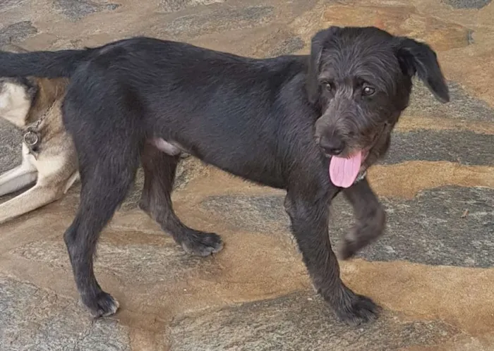 Cachorro ra a SRD idade 2 anos nome FRED