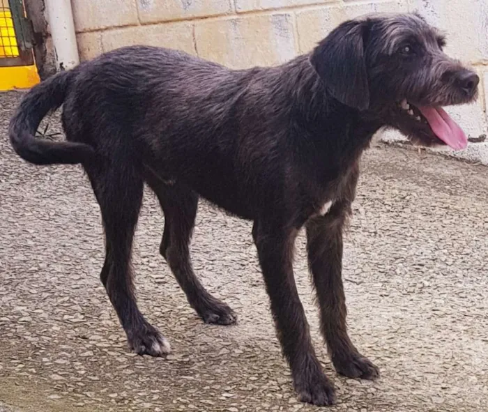 Cachorro ra a SRD idade 2 anos nome FRED
