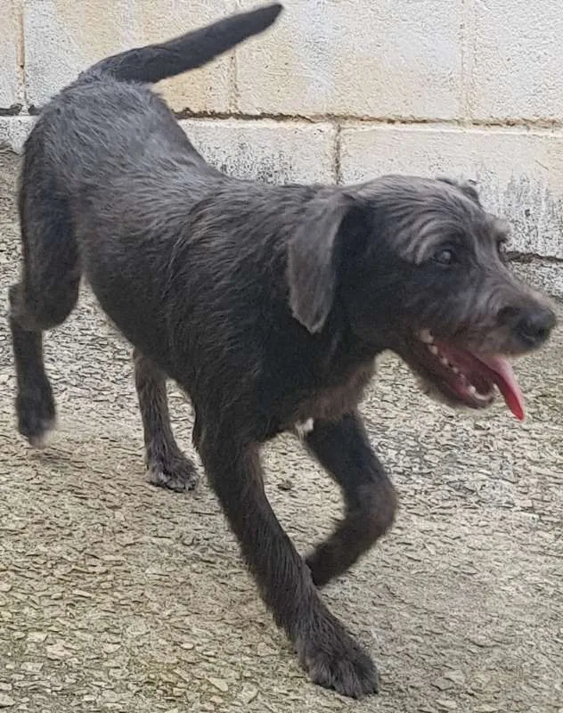 Cachorro ra a SRD idade 2 anos nome FRED