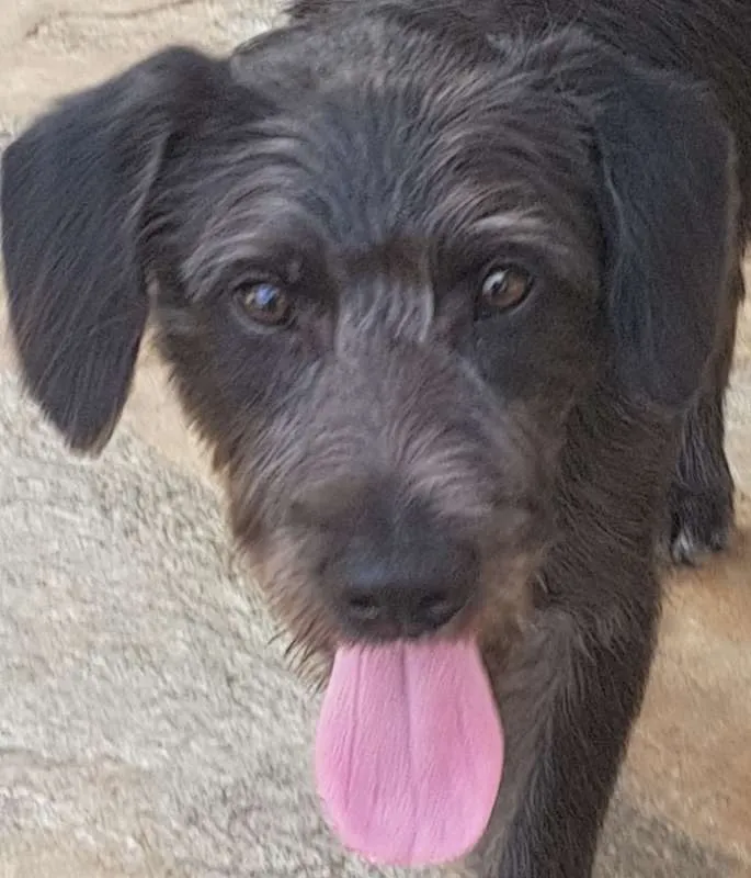 Cachorro ra a SRD idade 2 anos nome FRED
