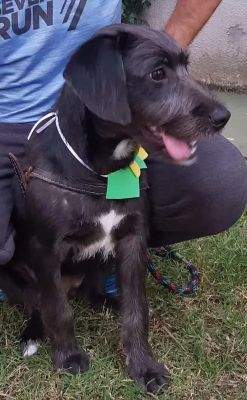 Cachorro ra a SRD idade 2 anos nome FRED