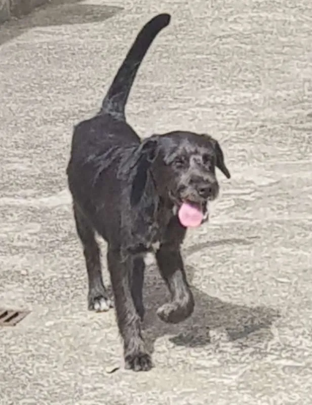 Cachorro ra a SRD idade 2 anos nome FRED