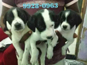 Cachorro raça Srd idade 2 a 6 meses nome Filhotes