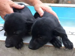 Cachorro raça SRD idade 2 a 6 meses nome Sem nome