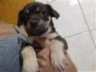 Cachorro raça Vira  lata idade Abaixo de 2 meses nome Indefinido