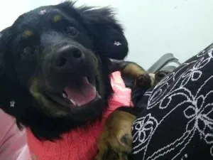 Cachorro raça Srd idade 2 a 6 meses nome Zafira