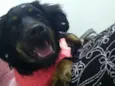 Zafira