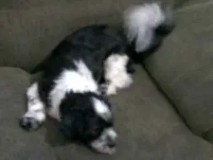 Cachorro raça Shitzu idade 3 anos nome Messi