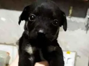 Cachorro raça SRD idade 2 a 6 meses nome Sem nome