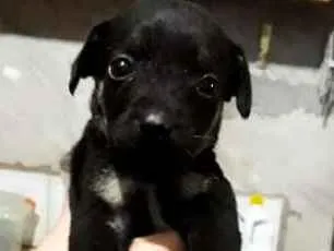 Cachorro ra a SRD idade 2 a 6 meses nome Sem nome