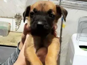 Cachorro raça SRD idade 2 a 6 meses nome Sem nome