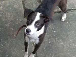 Cachorro raça Desconhecido idade 2 anos nome Desconhecido 