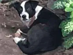 Cachorro raça Desconhecido idade 2 anos nome Desconhecido 