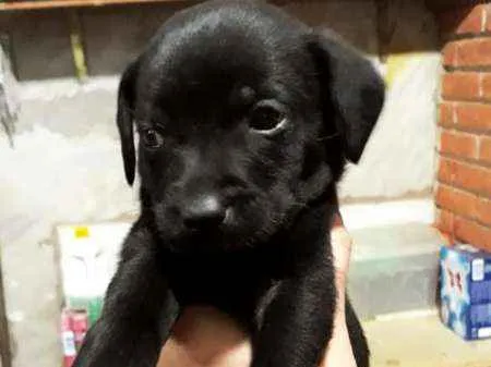 Cachorro ra a SRD idade 2 a 6 meses nome Sem nome