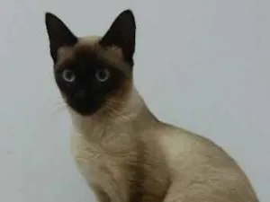 Gato raça Siamês idade 2 a 6 meses nome Pata Preta