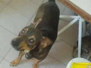 Cachorro raça Pastor/labrador idade 1 ano nome Marley