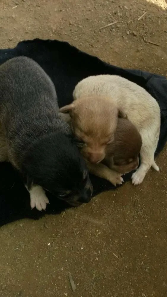 Cachorro raça Não sei idade Abaixo de 2 meses nome Sem nome