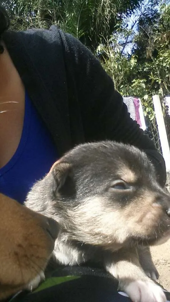 Cachorro raça Não sei idade Abaixo de 2 meses nome Sem nome