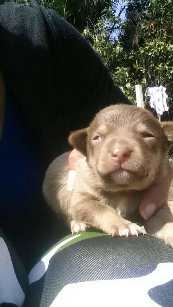 Cachorro raça Não sei idade Abaixo de 2 meses nome Sem nome