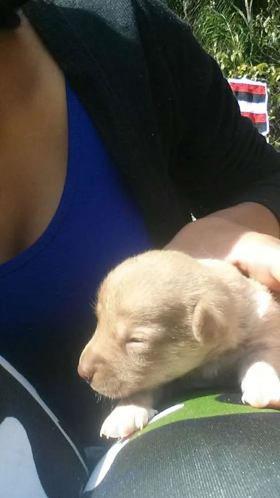 Cachorro raça Não sei idade Abaixo de 2 meses nome Sem nome