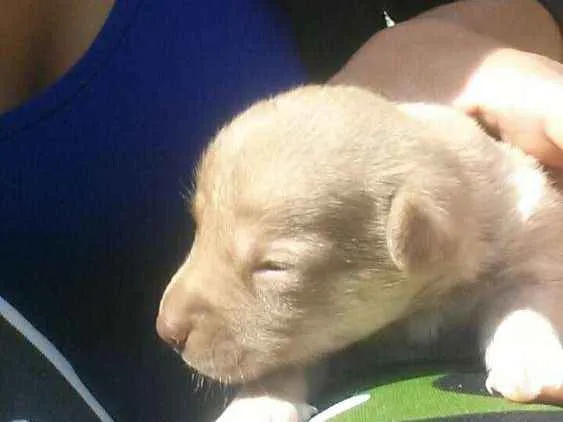 Cachorro raça Não sei idade Abaixo de 2 meses nome Sem nome
