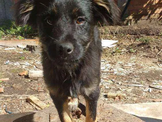 Cachorro ra a Sem raça definida (SRD) idade 7 a 11 meses nome Pernalonga