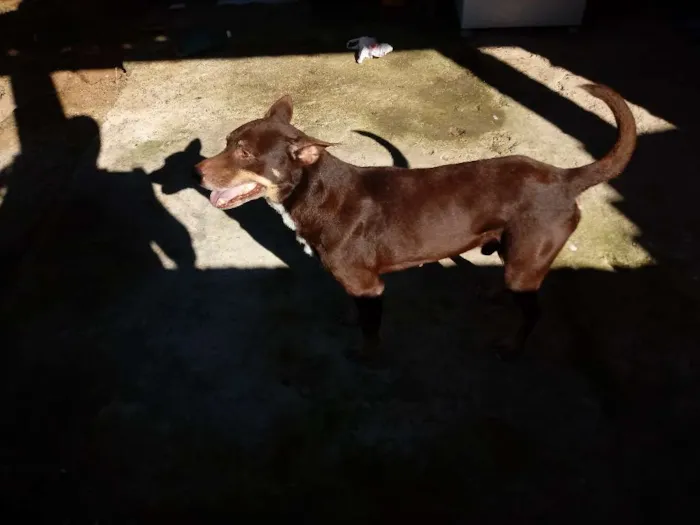 Cachorro raça PITBULL X LABRADOE idade 6 ou mais anos nome FOX