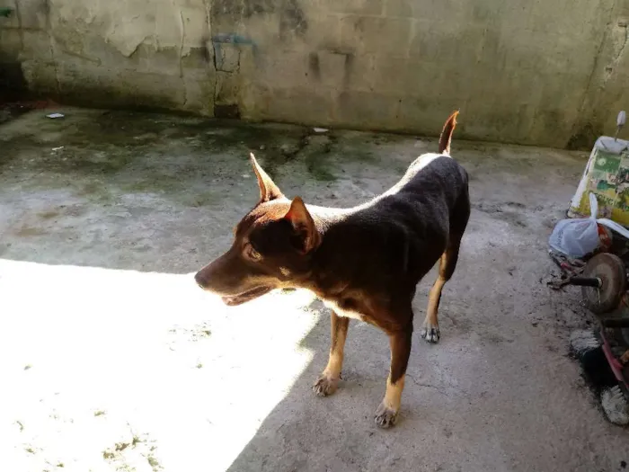 Cachorro raça PITBULL X LABRADOE idade 6 ou mais anos nome FOX