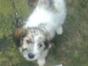 Cachorro raça srd idade 2 a 6 meses nome pimpão