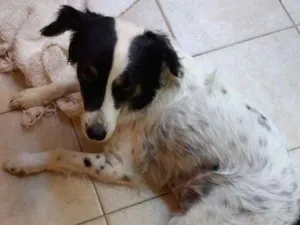 Cachorro raça SRD idade 2 anos nome Beth