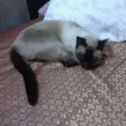 Gato raça Siamês idade 1 ano nome Feijão