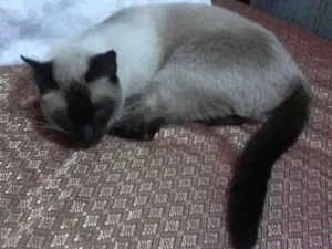 Gato raça Siamês idade 1 ano nome Feijão
